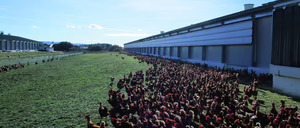 El mercado de huevos invertirá más de 100 M para liberarse de las jaulas