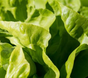 Bargosa ultima su entrada en el mercado de hoja verde