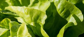 Bargosa ultima su entrada en el mercado de hoja verde