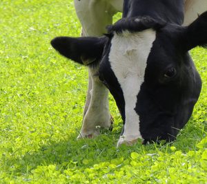 Leche Celta explora nuevas vías de negocio