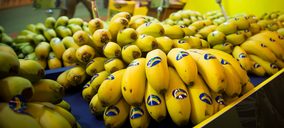 Aprobadas medidas de apoyo al Plátano de Canarias