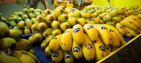 Aprobadas medidas de apoyo al Plátano de Canarias