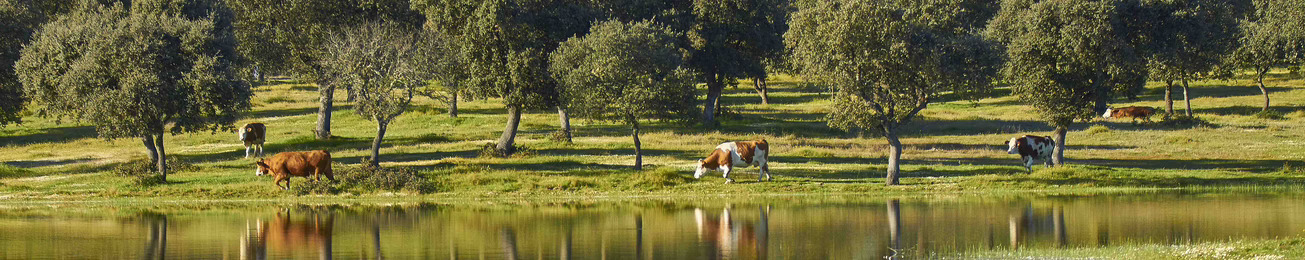Informe 2017 del sector de carne de vacuno en España