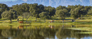 Informe 2017 del sector de carne de vacuno en España