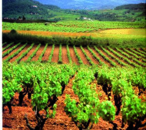 Las diferentes regiones del cava se enfrentan