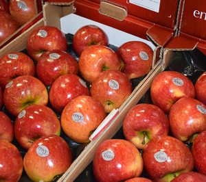La manzana Envy aglutinará 2.000 t entre España e Italia