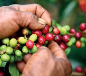 Nespresso invertirá 50 M$ en el cultivo de café en Colombia