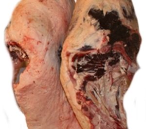 CG Carnia ampliará su presencia en Mercabarna