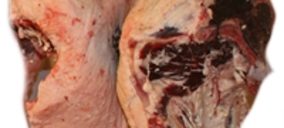 CG Carnia ampliará su presencia en Mercabarna