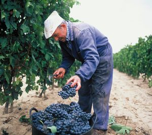 El Ministerio limita las nuevas plantaciones en la DO Cava a 172 ha