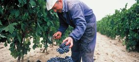 El Ministerio limita las nuevas plantaciones en la DO Cava a 172 ha
