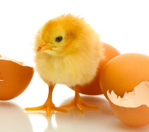 Avega invierte en un matadero ecológico de aves