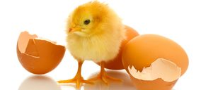 Avega invierte en un matadero ecológico de aves