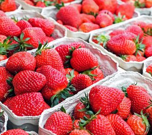 Interfresa tomará medidas legales contra la venta a pérdidas de fresa