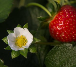 Grufesa y AMC Chemical se alían para alargar la durabilidad de la fresa