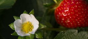 Grufesa y AMC Chemical se alían para alargar la durabilidad de la fresa