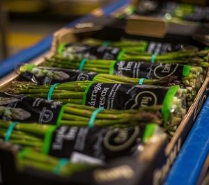 Tany Nature presenta el primer espárrago verde comestible al 100% en fresco