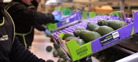 Tropical Millenium apuesta por la maduración óptima