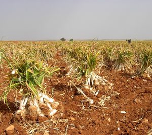 El ajo español cae en los mercados a pesar del récord de producción
