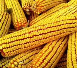 El concurso voluntario de Inversiones Sinfín Agrícola termina en liquidación