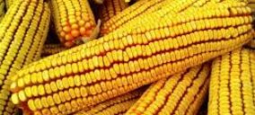 El concurso voluntario de Inversiones Sinfín Agrícola termina en liquidación