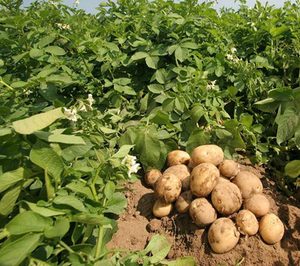 La producción de patata cae en España, mientras crece en el resto de Europa
