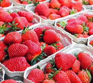 La fresa y el arándano se resienten por el frío inicial de la campaña