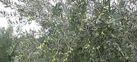 Mercadona altera el mapa comercial de aceite de oliva