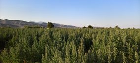 Un nuevo operador procesará quinoa en España