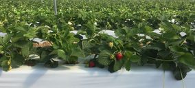 Cuna de Platero sigue invirtiendo en sus instalaciones y crece en facturación