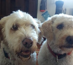 El sector petfood despierta el interés de Amazon