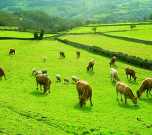 Market Meat abandona el negocio de industria cárnica