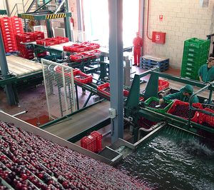 AC ValleJerte amplía sus instalaciones antes de iniciar la campaña de cereza