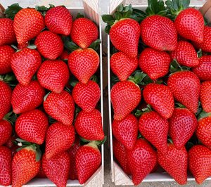 Planasa innova en variedad de fresa bajo la marca Savana