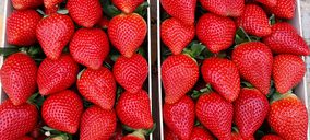 Planasa innova en variedad de fresa bajo la marca Savana