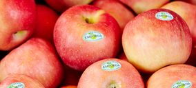 Fructícola Empordà se inicia en el cultivo de manzana ecológica