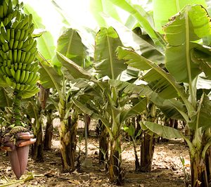 Cervecera de Canarias da nuevos usos al bagazo