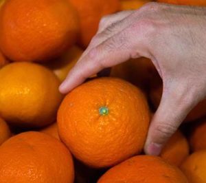 Primera sentencia condenatoria por explotación ilegal de mandarina ‘Orri’