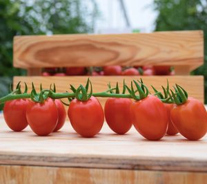 Unica Group producirá en exclusiva el tomate extra dulce ‘Sugarino RZ’
