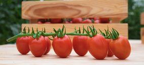 Unica Group producirá en exclusiva el tomate extra dulce ‘Sugarino RZ’