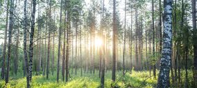 Metsä Board recibe la calificación EcoVadis Gold por su gestión de sostenibilidad