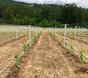 Grupo La Rioja Alta compra una nueva finca en Rías Baixas