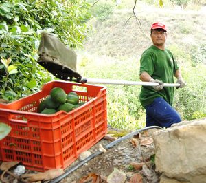 Trops ensaya un nuevo método para aumentar su producción de aguacate