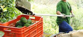 Trops ensaya un nuevo método para aumentar su producción de aguacate