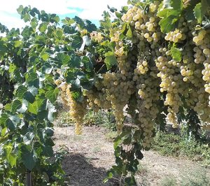 BestBrandy avanza en nuevas técnicas sobre el viñedo