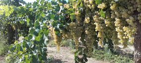 BestBrandy avanza en nuevas técnicas sobre el viñedo