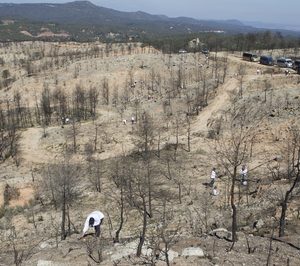 Eurofred compensará sus emisiones de CO2 con repoblaciones forestales
