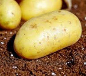 La patata española pierde cuota frente a la extranjera