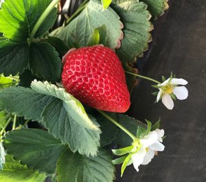 Grufesa consolida su proyecto de abastecimiento anual con fresa de Ávila