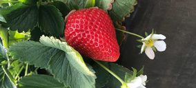 Grufesa consolida su proyecto de abastecimiento anual con fresa de Ávila